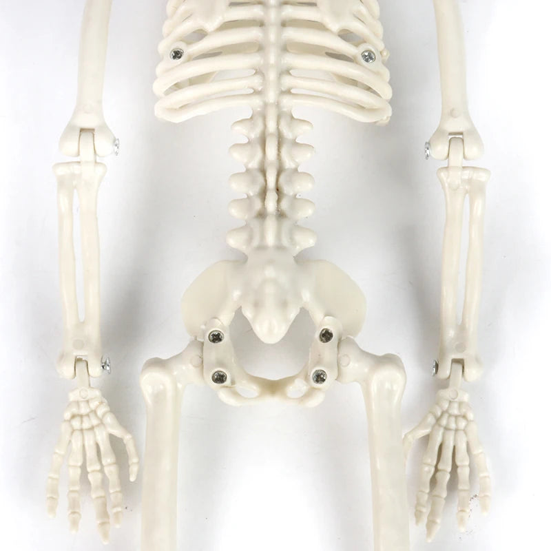 Creepy Movable Plastic Skeleton Skull Bones for Halloween Parties and Haunted Home Decor